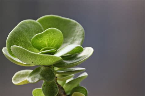 雲葉古木掉葉